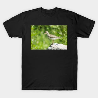 Sandpiper T-Shirt